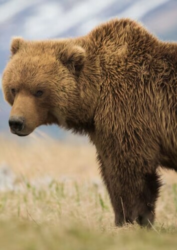 Grizzly Bear