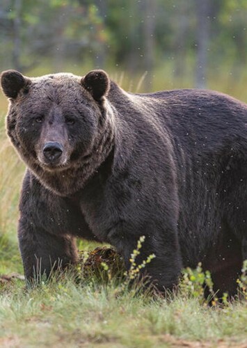 Grizzly Bear