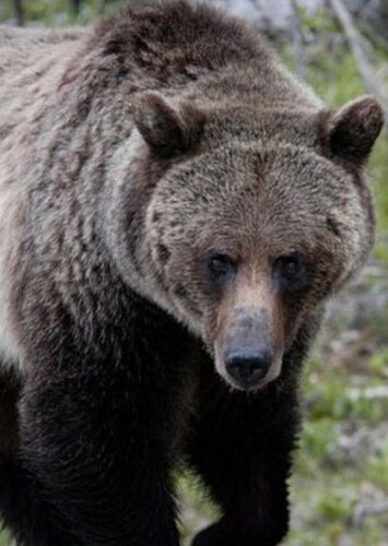 Grizzly Bear
