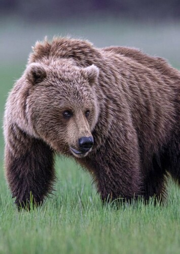 Grizzly Bear