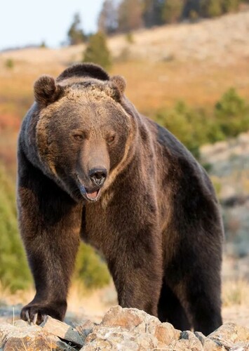 Grizzly Bear