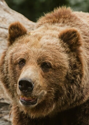 Grizzly Bear