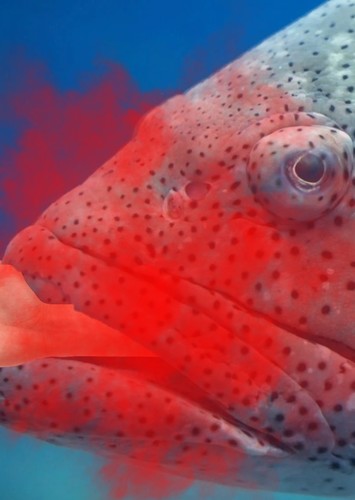 Grouper