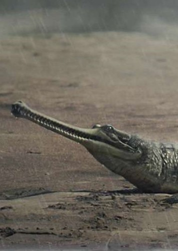 Gryposuchus