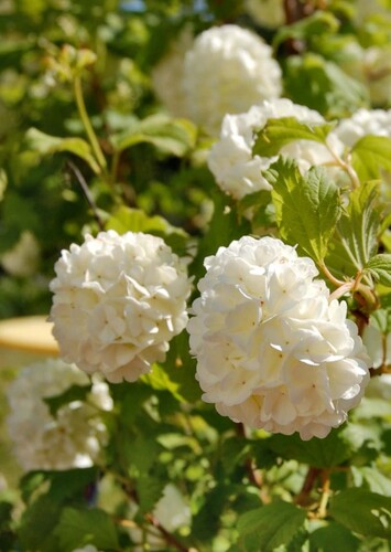Guelder-rose