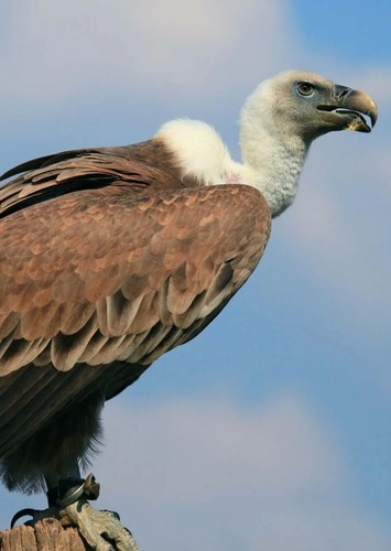 Guffrey the Vulture