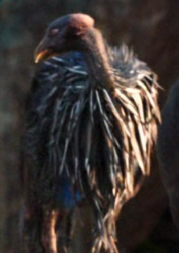 Guinea Fowl