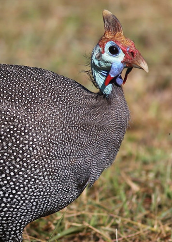 Guineafowl