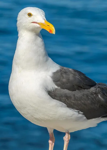 Gull