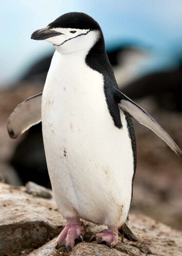 Gunter/Gunther