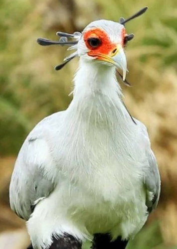 Gustav