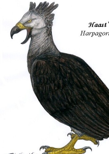Haast's Eagle