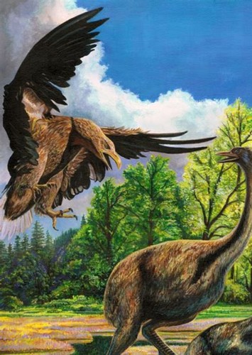 Haast's Eagle