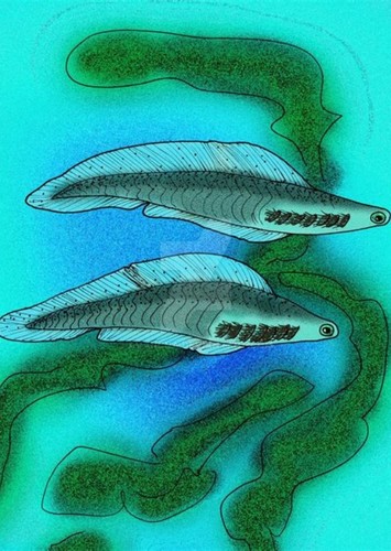 Haikouichthys
