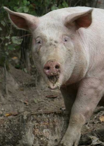 Hammy the Pig