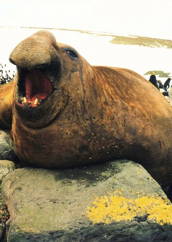 Hank The Southern Elephant Seal