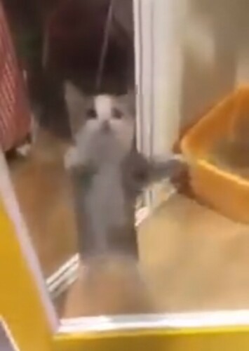 Happy Cat