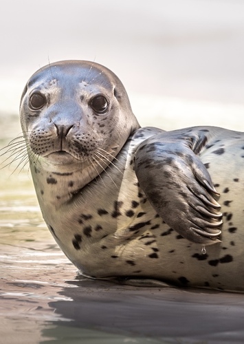Harbor Seal