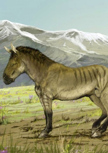 Haringtonhippus