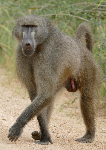 Harry The Baboon