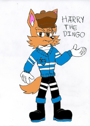 Harry the Dingo