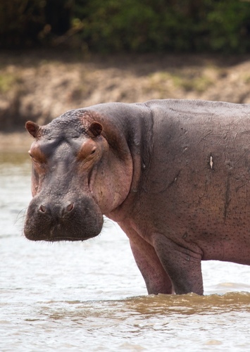 Harry the Hippo