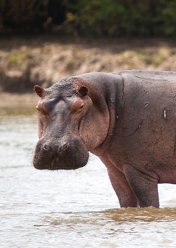 Harry the Hippopotamus