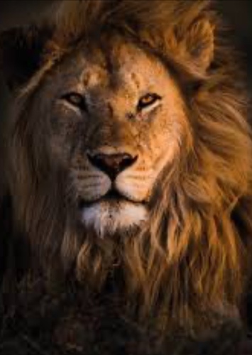 Harry (The Lion)