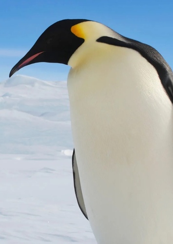 Harvey the Penguin
