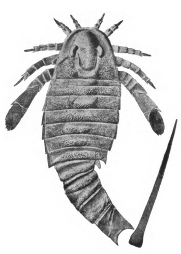 Hastimima