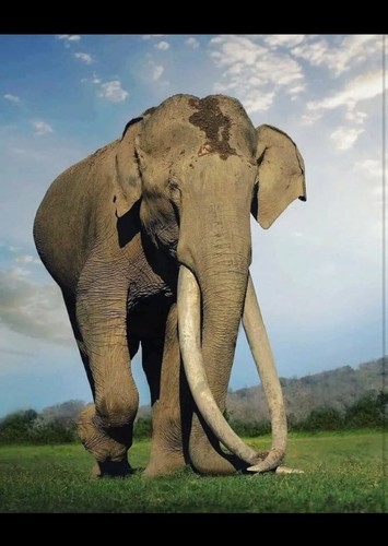 Hathi