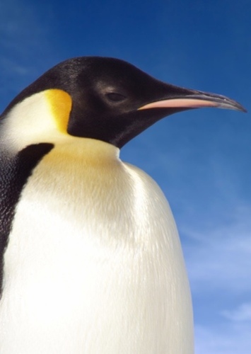 Havrey the Penguin