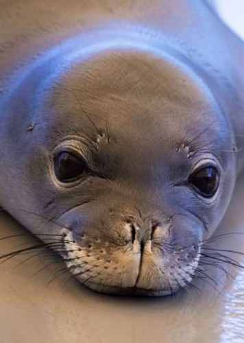 Hawaiian Monk Seal