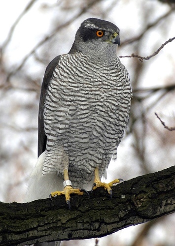 Hawk