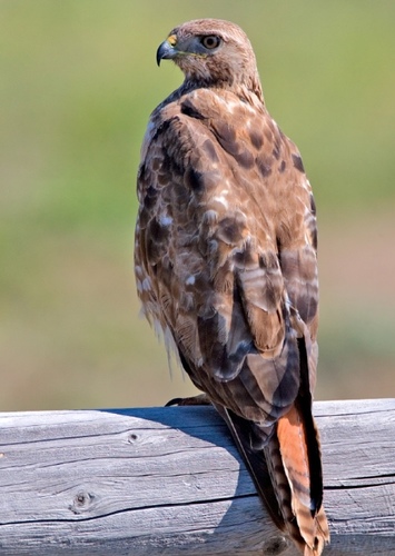 Hawk