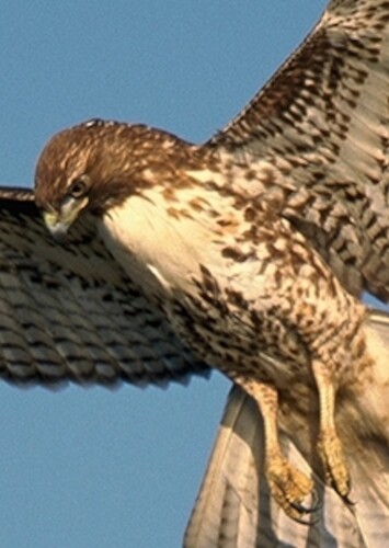 Hawk