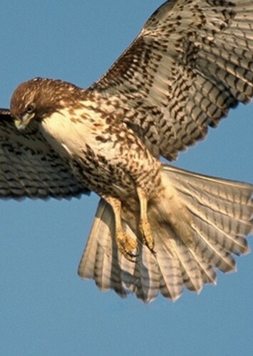 Hawk