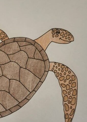 Head Sea Turtle