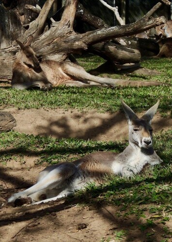 Healesville Sanctuary