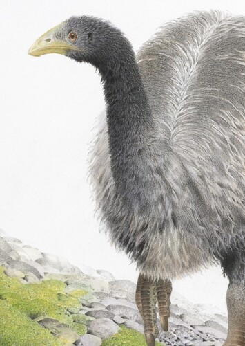 Heavy-Footed Moa