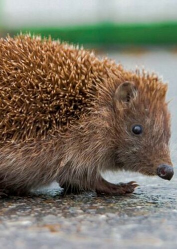 Hedgehog