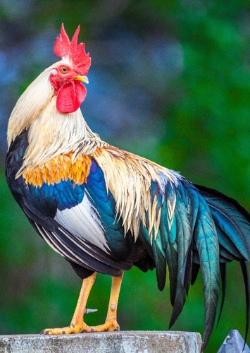 Heihei