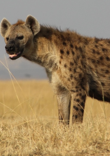Helen the Spotted Hyena