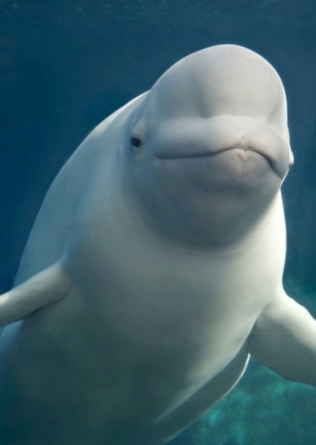 Henry the Beluga Whale