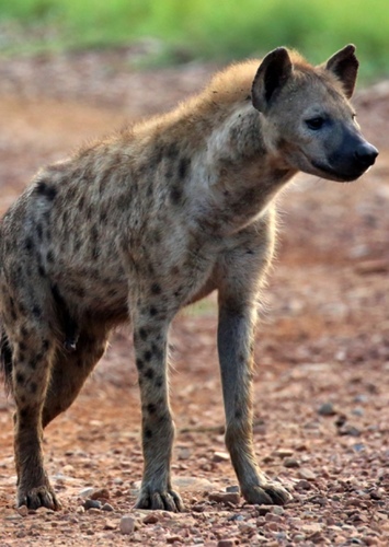 Henry the Hyena