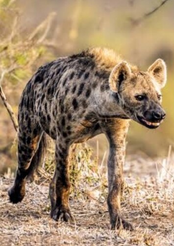 Henry the Spotted Hyena