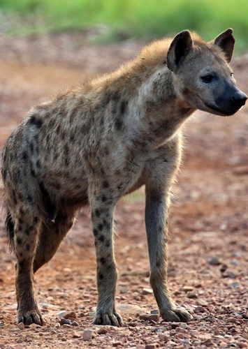 Henry the Spotted Hyena