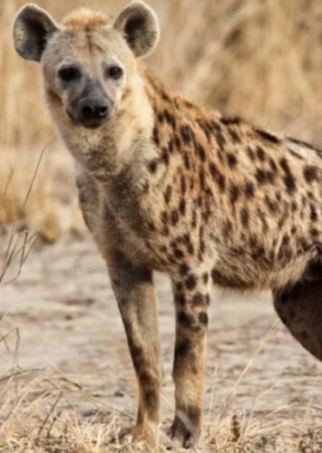 Henry the Spotted Hyena