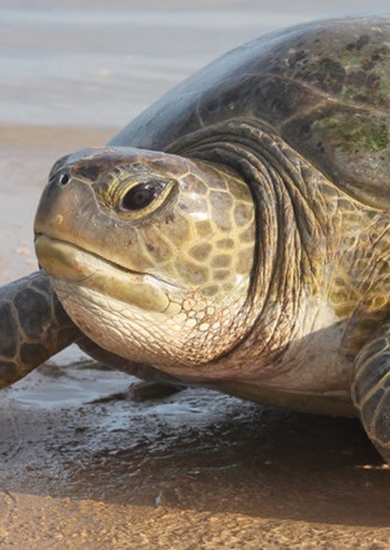 Henry the Turtle