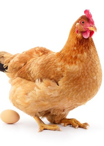 Hens